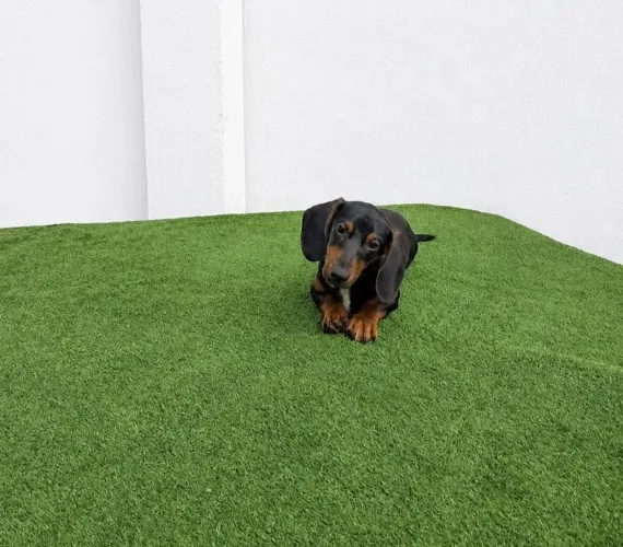 Dachshund Salsicha Bem Pequenos Vacinados Linhagem Pura