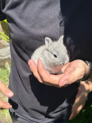 Mini coelho nederland o ultimo cinza 