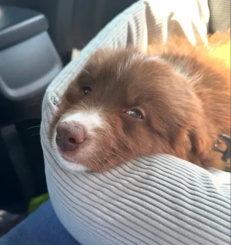 Filhotes de Border Collie | Um amigo de quatro patas cheio de encanto.