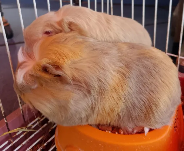 Porquinho da Índia Sheltie