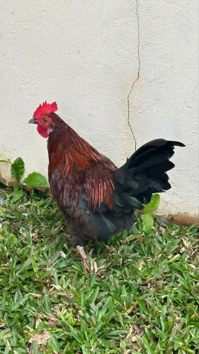 Galinha caipira