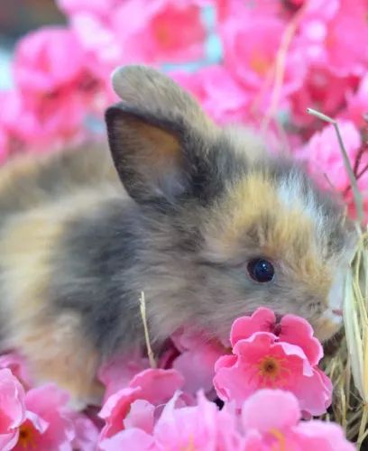 Coelho mini Lion com veterinário responsável fêmeas e machos