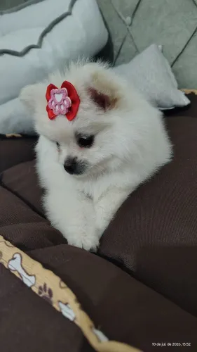 Lulu da Pomerânia Machos e Fêmeas