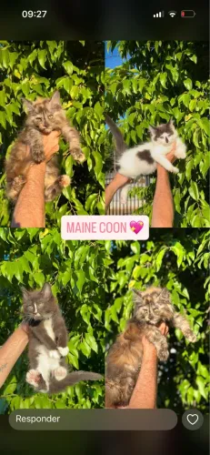 Gatos persa, Bengal, Maine coon