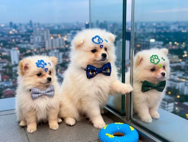 Lulu da Pomerânia Machinhos Branco Perolado