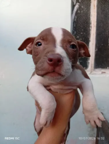 Filhote de Pitbull