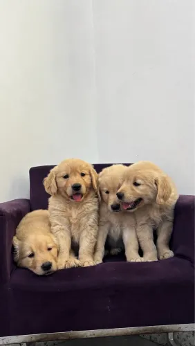 Filhotes Golden Retriever