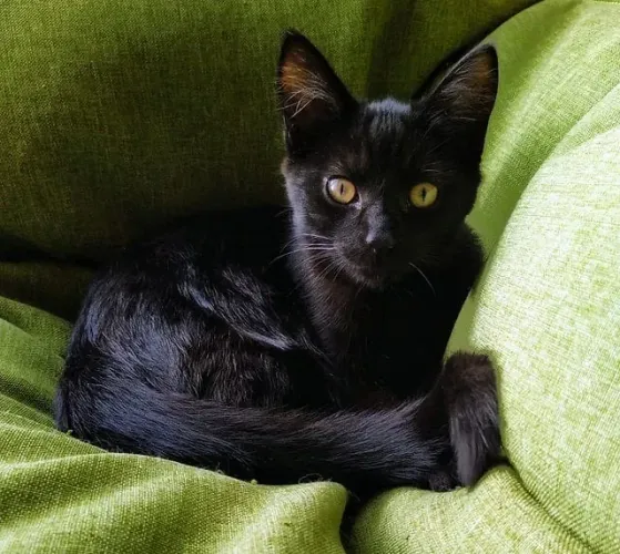 Gato filhote preto castrado