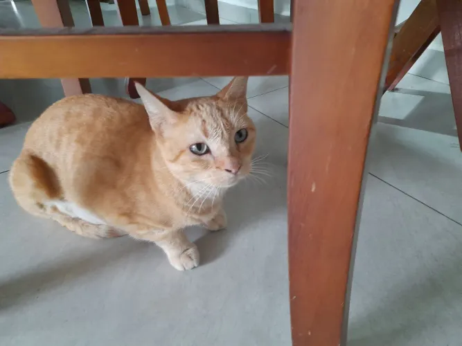 Gata pra doação *meu WhatsApp 