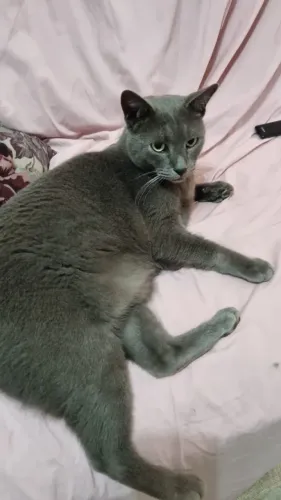 Gato Cinza Macho Castrado