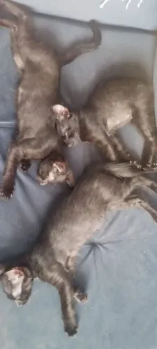 Doa-se gatinho filhote pretos