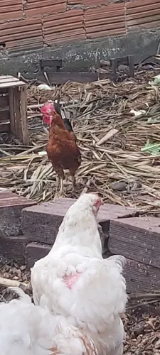 Vendo galo,galinha e frangas garnize,sou de Bangu interessado zap *0