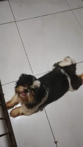 Shih Tzu preto e branco