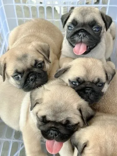 Pug - Um Doguinho Que Chama Atenção Desde A Primeira Foto