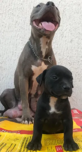 VENDE-SE FILHOTES DE PITBULL STAFFORDSHIRE TOPISSIMO