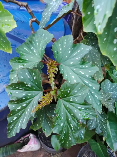 Plantas