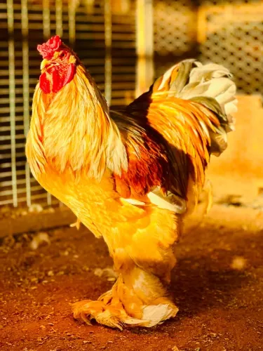 Ovos Férteis Brahma Lemon Pyle