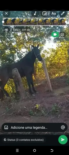 Animal