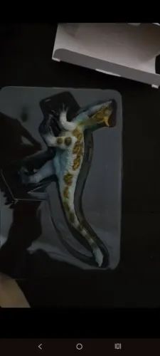 Figures dinossauros TNG e haolonggood importados