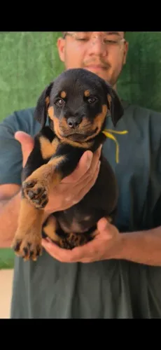 Filhotes de rottweiler 