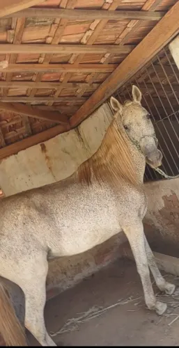 Cavalo