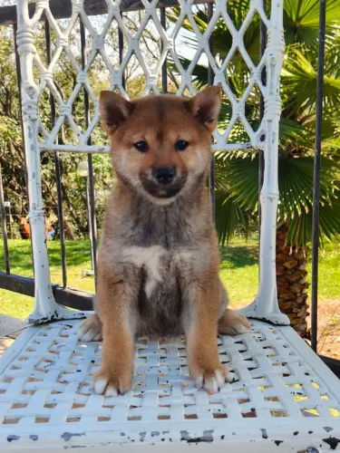 Filhote de shiba disponível fêmea e macho