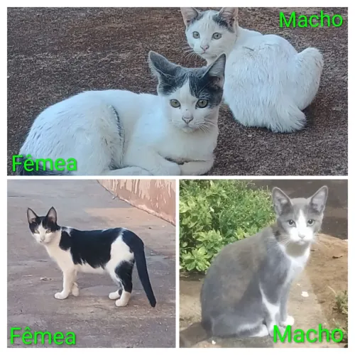 Adoção de gatos filhotes