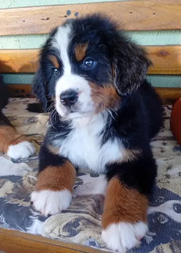 Bernese - Boiadeiro de Berna - Bernese da Montanha