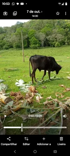Troco boi por vaca