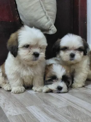 Vendo lindo Filhotes de Shitzu