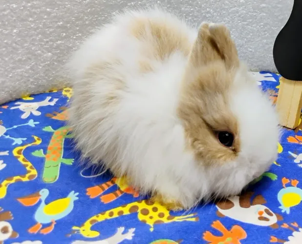 Mini Coelhos Lop, Netherland e Lion Head