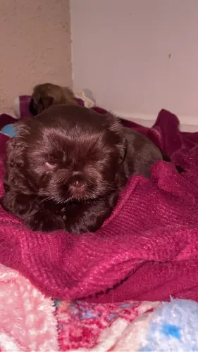 Filhote Shihtzu chocolate sólido 