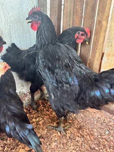 Gigante Negro de Jersey