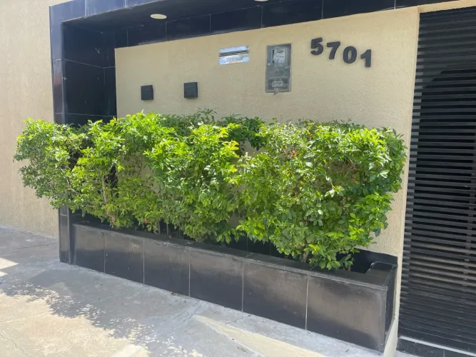 PLANTA PINGO DE OURO