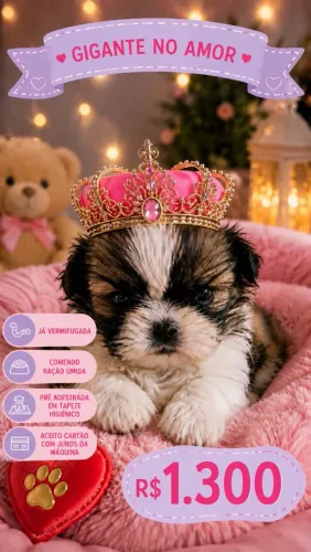 LINDA FÊMEA DE SHIH TZU SUPER PEQUENA