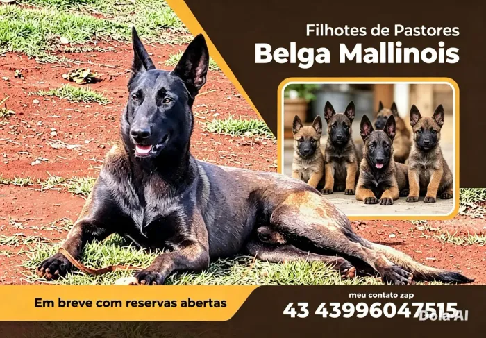 Filhotes pastor belga malinois 