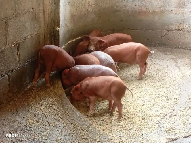 Leitões