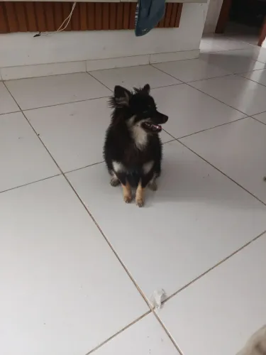 Lulu da pomeranha
