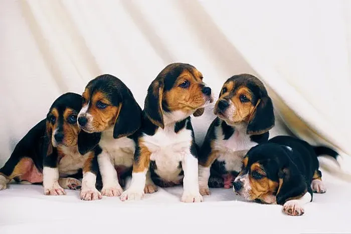 Filhote de Beagle O Parceiro Que Faz a Casa Mais Feliz
