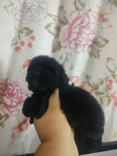 Poodle Toy macho preto