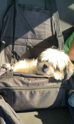 Doação shihtzu 
