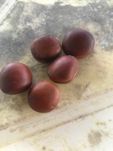 Vendo 40 sementes de mucuna (olho de boi)