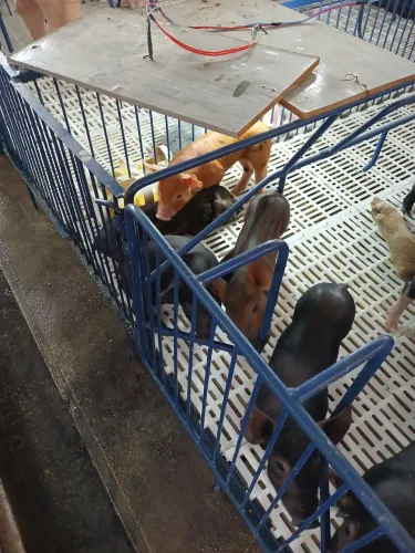 Leitões a venda