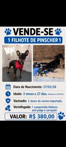 Filhote de Pinscher Macho 4 meses