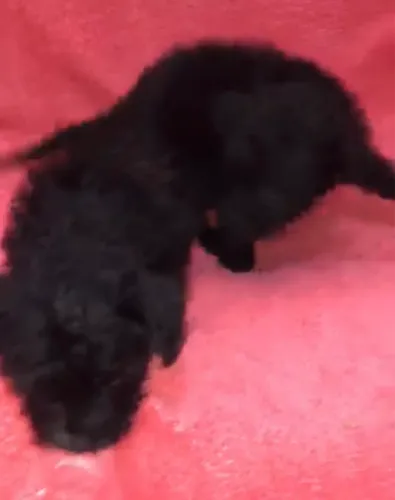 Poodle toy Macho 550,00