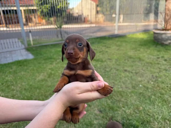 Filhote de salsichinha Cofap Basset