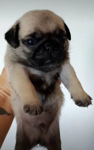 Cachorro da raça pug