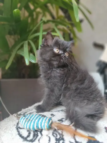 Vendo Gato Persa Macho