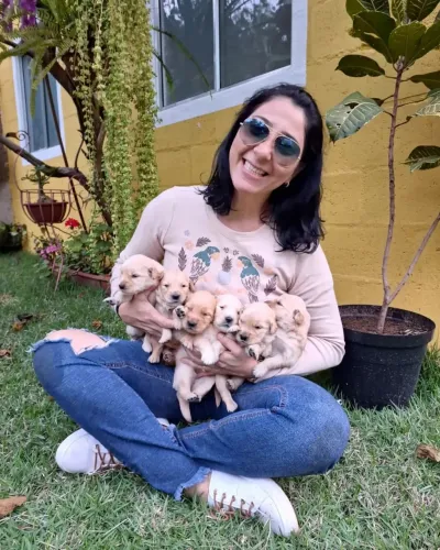 Filhotes de Golden retrievier com micro chip e pedigree