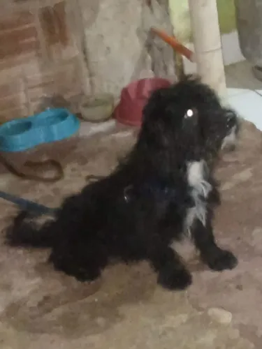 Poodle pra doação